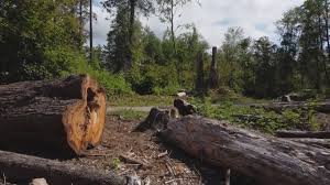 Best Tree Preservation Services  in Donald, OR